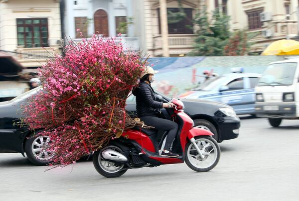 Người dân thủ đô hối hả chở cành đào về trang trí cho ngôi nhà của mình kịp đón tết.  - Sputnik Việt Nam