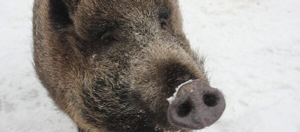 Con heo Mashka - Sputnik Việt Nam