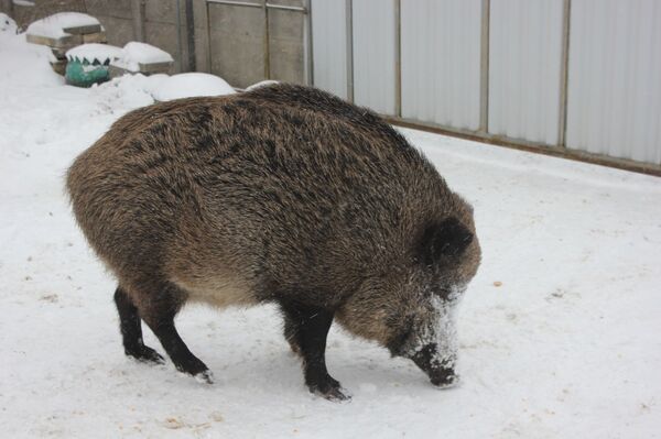 Con heo Mashka  - Sputnik Việt Nam
