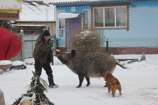 Con heo Mashka  - Sputnik Việt Nam