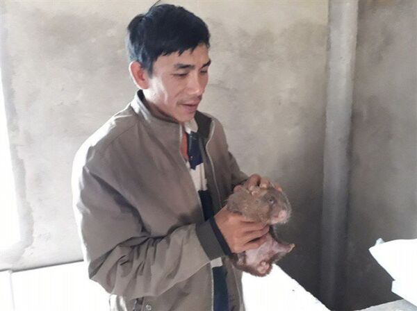 Sau 6 tháng nuôi sẽ có thể xuất bán dúi thương phẩm với giá 750.000 đồng/kg. - Sputnik Việt Nam