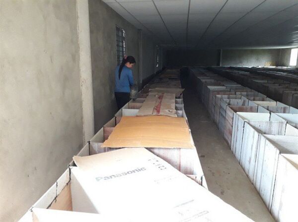 Hiện trang trại nuôi dúi của anh Xuyên có khoảng 4.000 con dúi các loại. - Sputnik Việt Nam