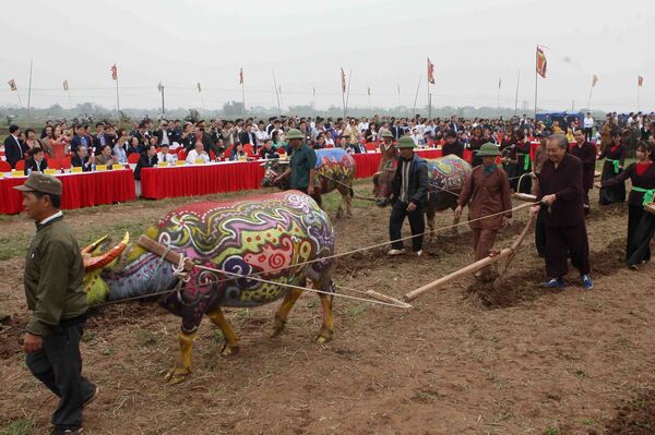 Phó Thủ tướng Thường trực Trương Hòa Bình thực hiện nghi thức xuống đồng, cày ruộng đầu năm trong lễ hội.  - Sputnik Việt Nam