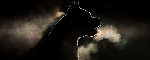 Pitbull Pitbull - Sputnik Việt Nam