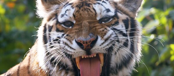 Hổ Amur trong Vườn thú Moskva Hổ Amur trong Vườn thú Moskva - Sputnik Việt Nam