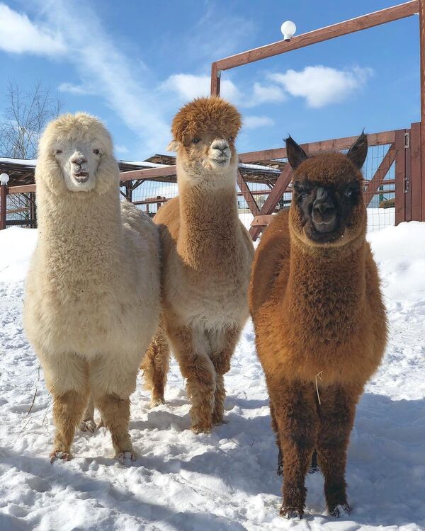 Trang trại Alpaca Nga - Sputnik Việt Nam