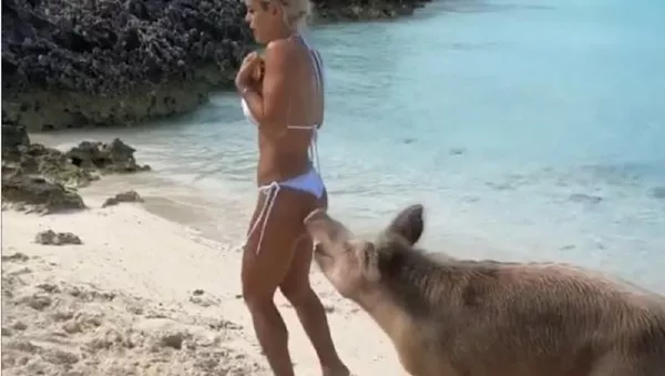 Lợn Bahamas đuổi theo người mẫu và cắn vào mông cô - Sputnik Việt Nam