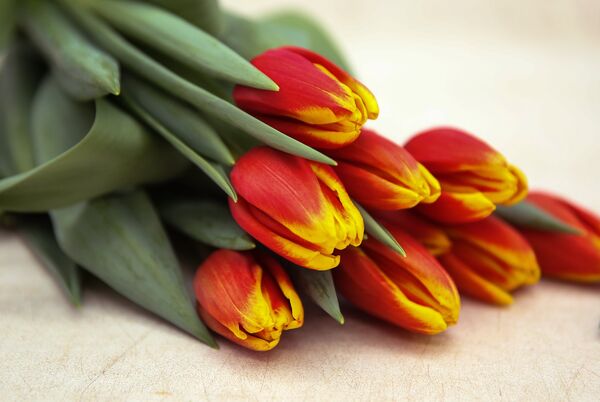 Hoa tulip - Sputnik Việt Nam