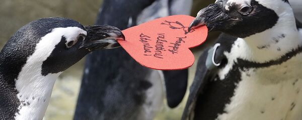 Chim cánh cụt châu Phi chia quà Valentine của nhà sinh vật học Viện hàn lâm Khoa học California ở San Francisco - Sputnik Việt Nam
