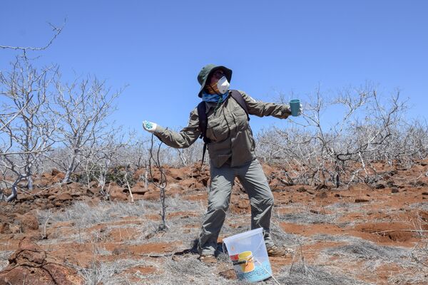 Việc rải mồi độc trên đảo Seymour Norte Việc rải mồi độc trên đảo Seymour Norte - Sputnik Việt Nam