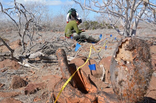 Señalización para la colocación del cebo para la erradicación de roedores en la isla Seymour Norte Señalización para la colocación del cebo para la erradicación de roedores en la isla Seymour Norte - Sputnik Việt Nam