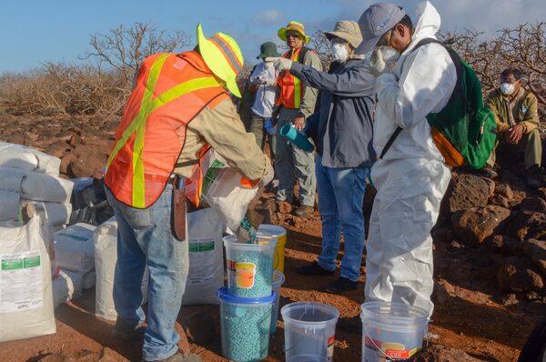 Việc rải thuốc diệt chuột Việc rải thuốc diệt chuột - Sputnik Việt Nam