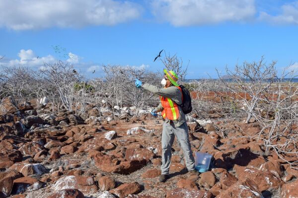 Việc rải thuốc diệt chuột trên đảo Seymour Norte Việc rải thuốc diệt chuột trên đảo Seymour Norte - Sputnik Việt Nam