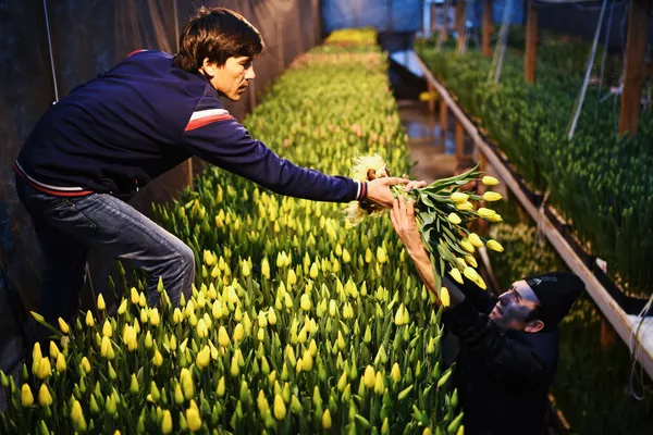 Công nhân thu hoạch hoa tulip trước ngày lễ 8 tháng 3 trong nhà kính ALEXIA, thành phố Novosibirsk, Nga Công nhân thu hoạch hoa tulip trước ngày lễ 8 tháng 3 trong nhà kính ALEXIA, thành phố Novosibirsk, Nga - Sputnik Việt Nam