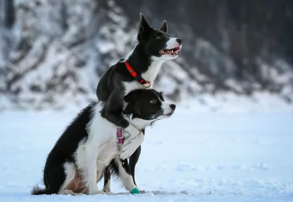 Những con chó Border Collie trong quá trình huấn luyện trên sông Yenisei đóng băng, ngoại ô Krasnoyarsk, Nga Những con chó Border Collie trong quá trình huấn luyện trên sông Yenisei đóng băng, ngoại ô Krasnoyarsk, Nga - Sputnik Việt Nam