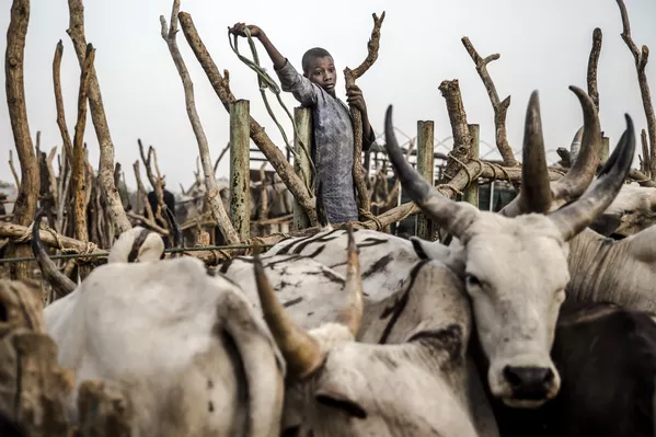 Người chăn cừu nhí ở chợ Nguror, Nigeria Người chăn cừu nhí ở chợ Nguror, Nigeria - Sputnik Việt Nam