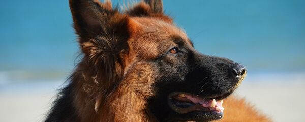 chó béc-giê Đức  - Sputnik Việt Nam