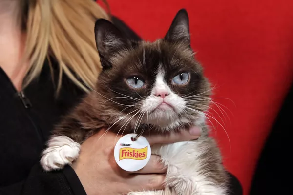 Grumpy Cat Grumpy Cat - Sputnik Việt Nam