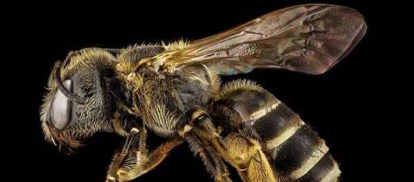 Ong - Sputnik Việt Nam