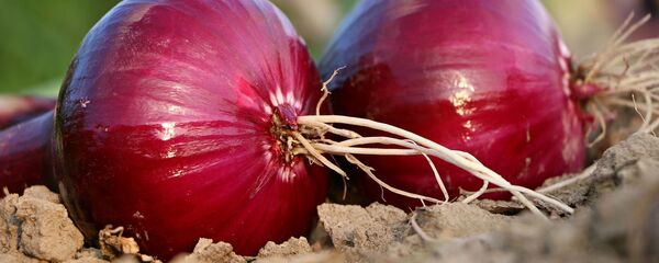 Cây hành - Sputnik Việt Nam