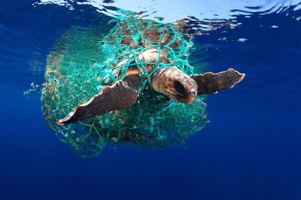 Ảnh Caretta caretta turtle («Rùa Quản Đồng») của nhiếp ảnh gia Tây Ban Nha Acevedo, người giành giải hạng mục Marine Conservation (Bảo tồn biển) trong cuộc thi Underwater Photographer of the Year 2019 - Sputnik Việt Nam