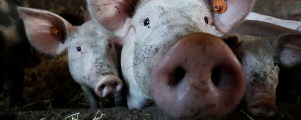 con lợn con lợn - Sputnik Việt Nam