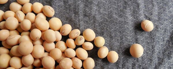 Đậu tương - Sputnik Việt Nam