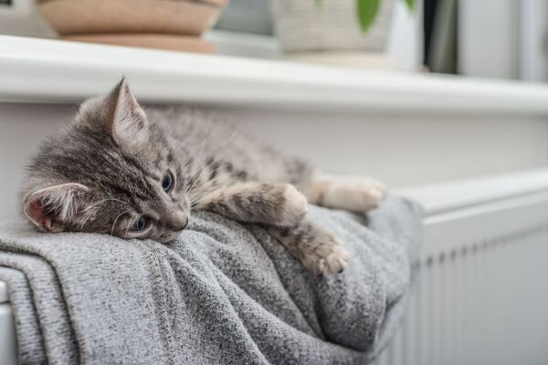 Сon mèo - Sputnik Việt Nam