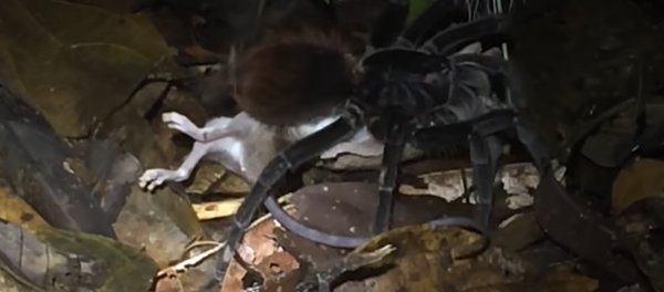 Nhện khổng lồ tóm sống chồn Opossum - Sputnik Việt Nam