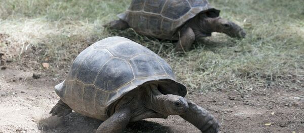 Đôi rùa - Sputnik Việt Nam