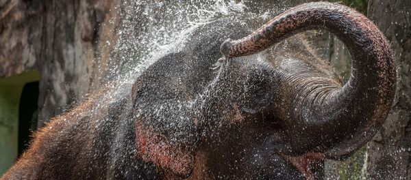 Con voi - Sputnik Việt Nam