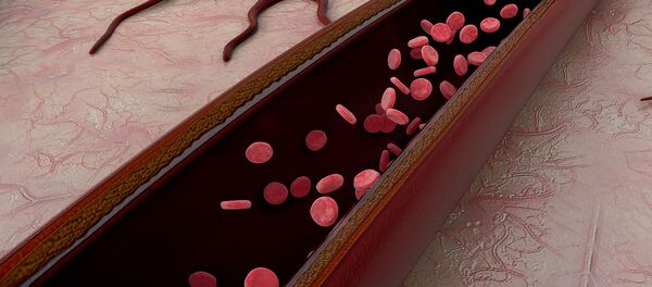 Mạch máu - Sputnik Việt Nam