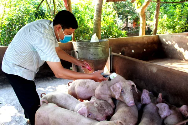 Tiêm vắc xin phòng bệnh cho lợn tại xã Xà Bang, huyện Châu Đức. Tiêm vắc xin phòng bệnh cho lợn tại xã Xà Bang, huyện Châu Đức. - Sputnik Việt Nam