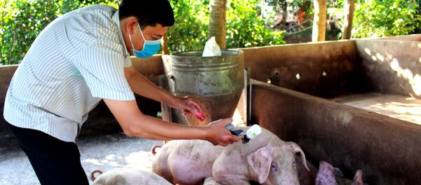 Tiêm vắc xin phòng bệnh cho lợn tại xã Xà Bang, huyện Châu Đức. Tiêm vắc xin phòng bệnh cho lợn tại xã Xà Bang, huyện Châu Đức. - Sputnik Việt Nam