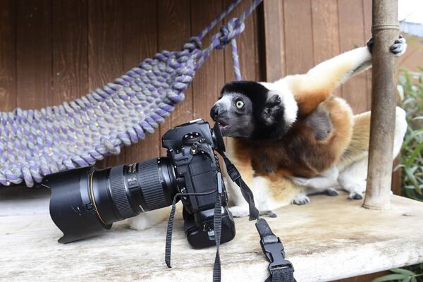 Một con vượn cáo sifaka “kiểm tra” máy ảnh của nhiếp ảnh gia tại Sở thú Mulhouse, Pháp. - Sputnik Việt Nam