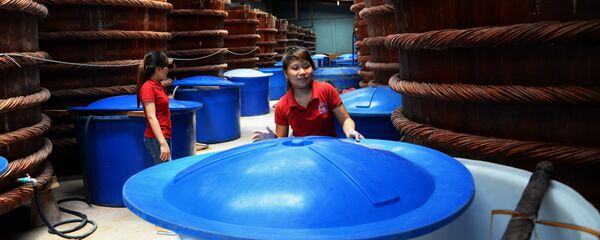 Một hãng sản xuất nước mắm truyền thống tại Phú Quốc - Sputnik Việt Nam