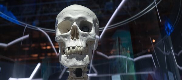 Hộp sọ - Sputnik Việt Nam