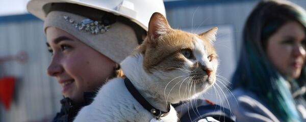 Con mèo tên là Mostik trên tay người công nhân xây dựng cây cầu Crưm Con mèo tên là Mostik trên tay người công nhân xây dựng cây cầu Crưm - Sputnik Việt Nam