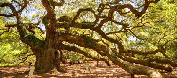 Sồi thiên thần Sồi thiên thần - Sputnik Việt Nam