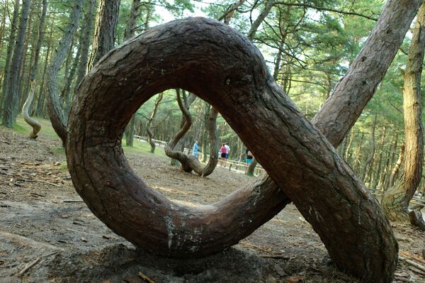 Rừng nhảy múa của Nga trốn khách du lịch - Sputnik Việt Nam