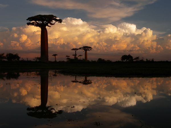 Những câu baobab ở Madagascar - Sputnik Việt Nam