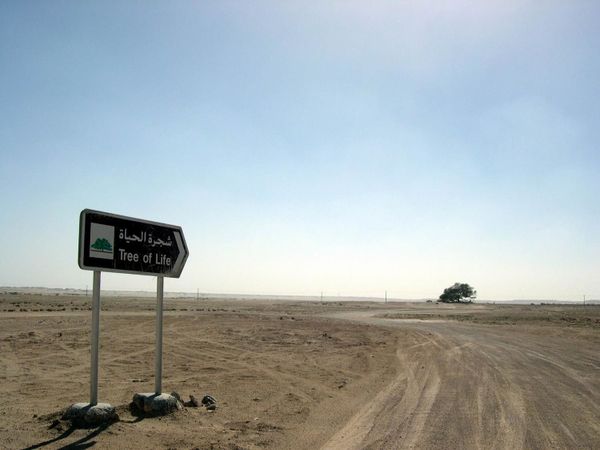 Cây sự sống ở Bahrain - Sputnik Việt Nam