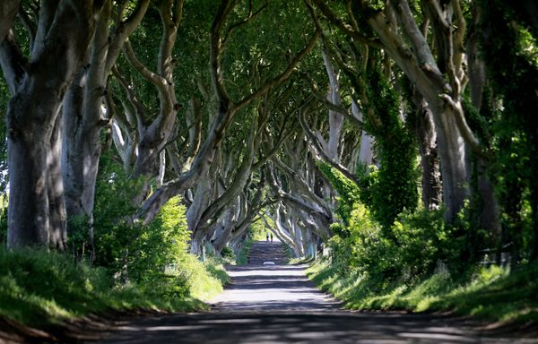 Đường cây chi cử ở Bắc Ireland - Sputnik Việt Nam