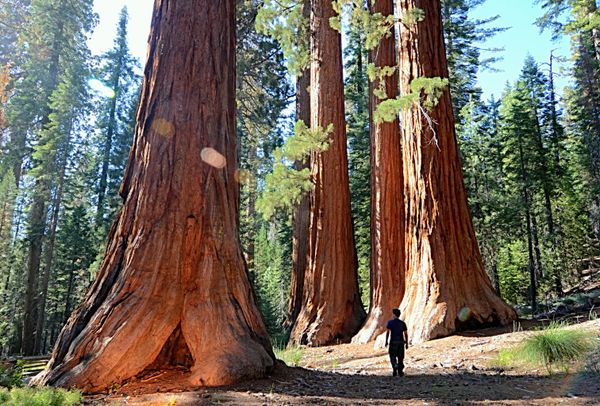 Những cây cự sam trong Công viên quốc gia Yosemite - Sputnik Việt Nam