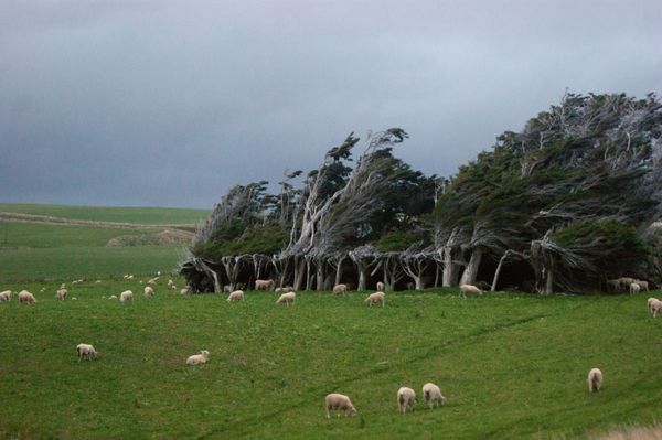 Cây cong tại Mũi Slope, New Zealand - Sputnik Việt Nam