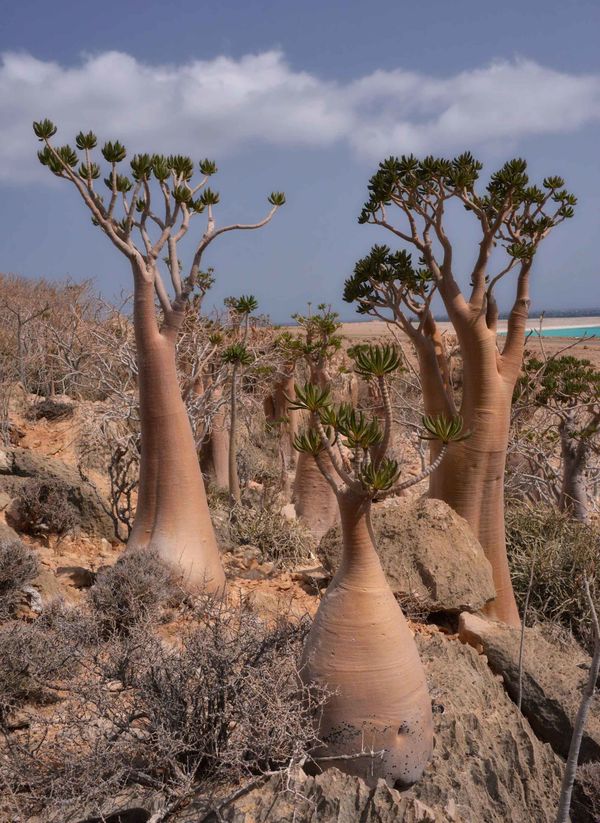 Cây brachychiton trên đảo Socotra - Sputnik Việt Nam