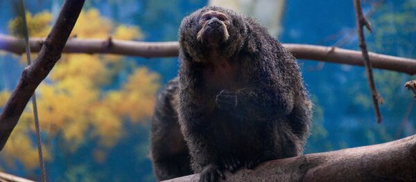 Con khỉ - Sputnik Việt Nam