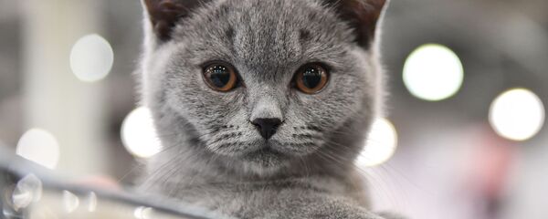 Выставка кошек Кэтсбург Выставка кошек Кэтсбург - Sputnik Việt Nam