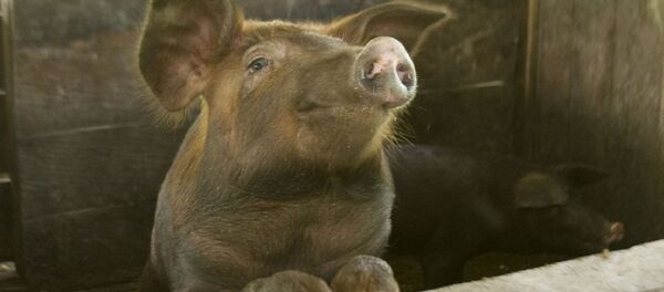 Свинья на ферме - Sputnik Việt Nam