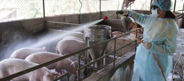 Người dân và cơ quan chức năng phun thuốc hóa chất khử trùng chuồng trại.  - Sputnik Việt Nam